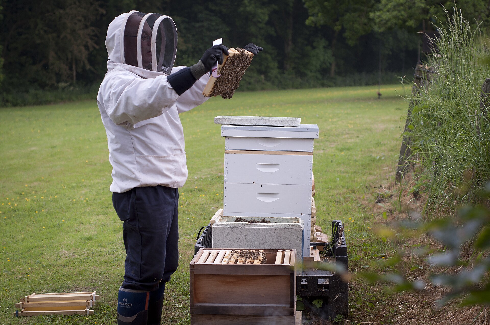 Beekeeper inspecting a hive frame in an apiary