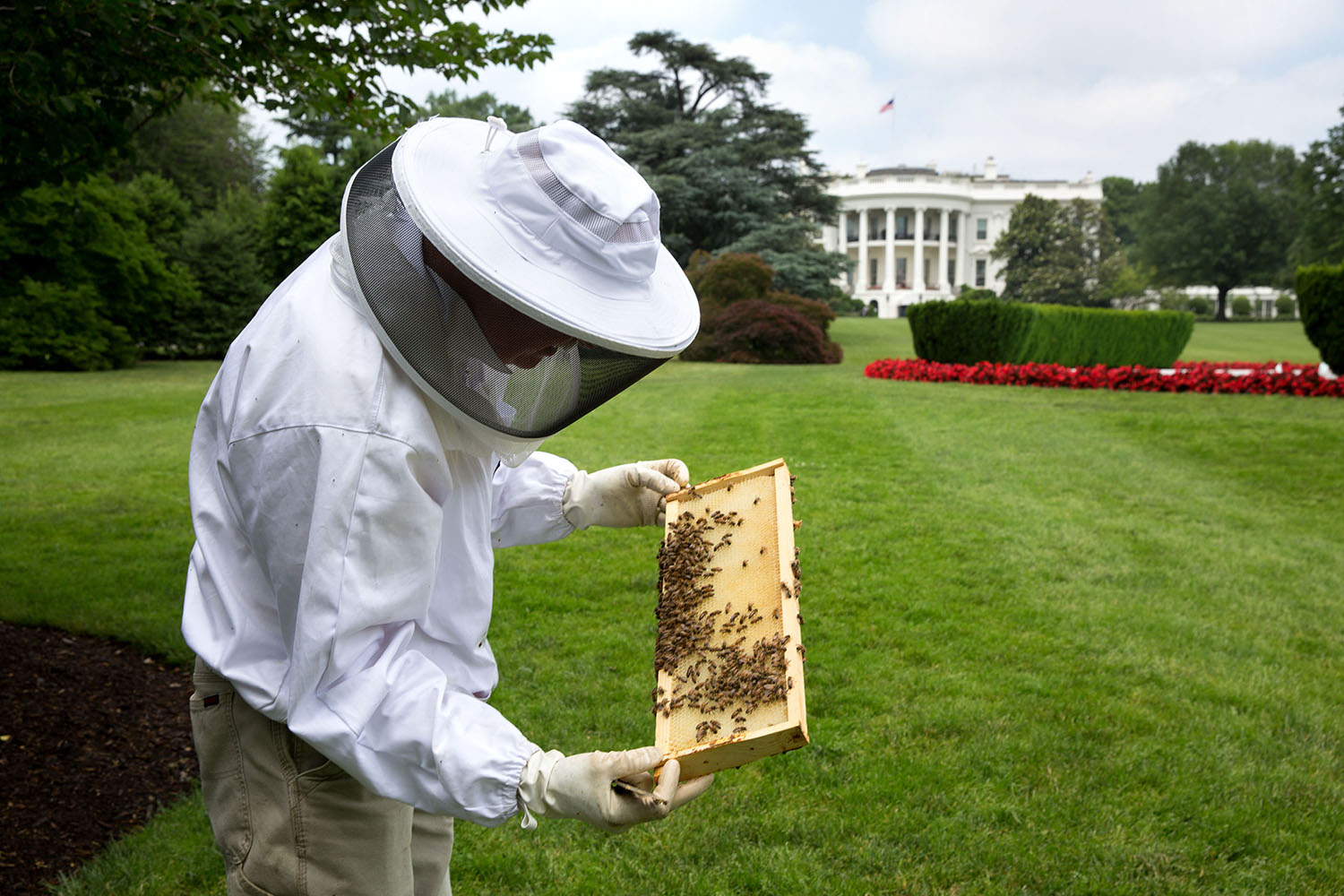 Beekeeper inspecting a frame outdoors beside hives