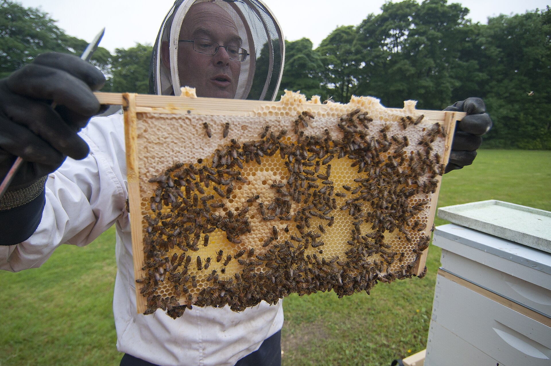Beekeeper holding a honey frame with bees